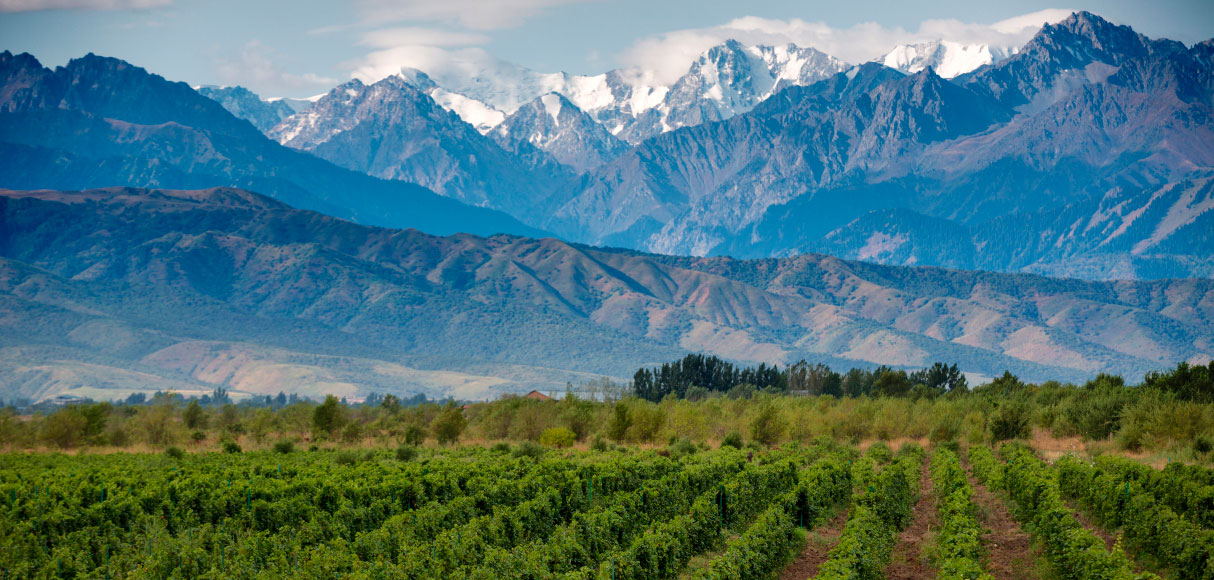 mendoza-image